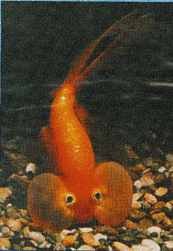 goldfish variety - bubble eye - looks like a fish with a tumor on its eyes. LOL