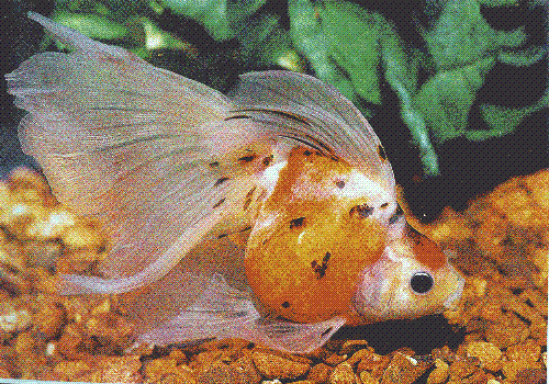goldfish variety - calico - very beautiful fins
