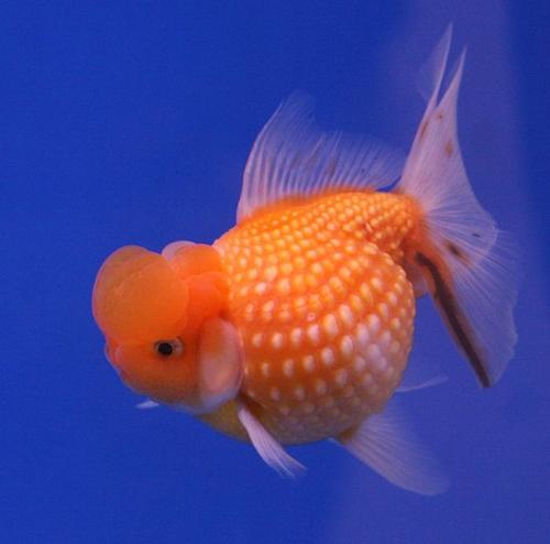 goldfish variety - hama nishiki or the white pearl goldfish
