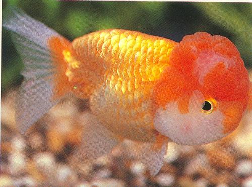 goldfish variety - lionhead - what a big ugly head! but the color is nice.