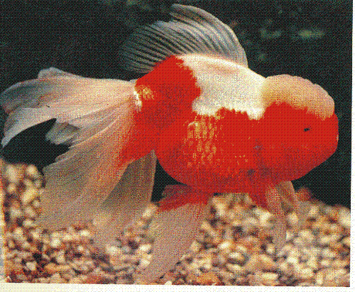 goldfish variety - red and white oranda - one variety of goldfish i like