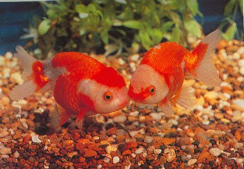 goldfish variety - red and white ranchus - how sweet!
