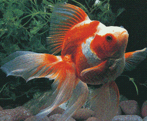 Gokusen - ryukin - very beautiful goldfishes!!