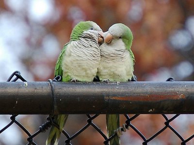 love birds - let me kiss you