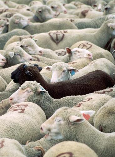 special, black sheep - black sheep, white sheeps, special sheep, one sheep