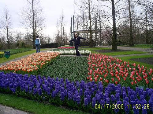 Flowers in Netherlands - Flower parks are so beautiful in Netherlands. Flowers of different colors abound.