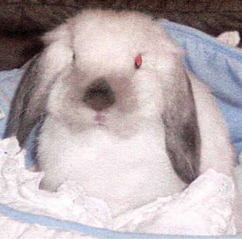 Lop Eared Bunny Rabbit - This is AnnaBelle. She is my granddaughter's bunny that she got on her third Easter. I had AnnaBelle sitting in a small plush duck basket in my bathroom closet. I told my granddaughter to look inside the closet for her Easter surprise. She opened the door, looked at the bunny, looked at me, and said, 'That's a REAL BUNNY RABBIT!. She was absolutely in love at first sight. We still have AnnaBell and she is now 6 years old. She is housebroken and potties on the paper just like my yorkie, LuLu and my chihuahua, ChaCha. They all get along famously and have a great time chasing each other. I live in a zoo and I wouldn't want to live anywhere else.