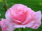 Pink Rose - Photo Of Pink Rose ....A variety of rose .