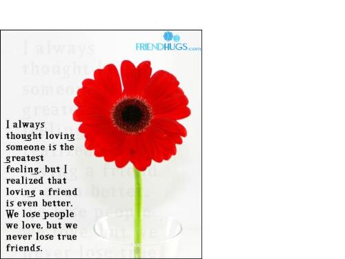 flower - we never lose true friends