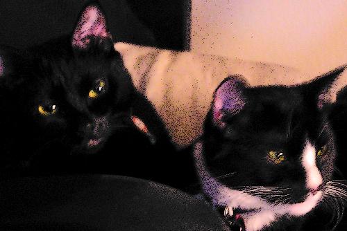 my kitties - these are two of my cats , I love them very much and they are part of my family.