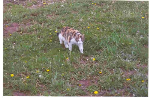Scodie - This is Scodie, another Calico cat of mine;  No relationship what so ever to Minx