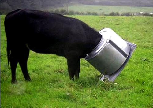 Cow stuck in washing machine. - A cow with its head stuck in a washing machine that had been 'fly tipped'.