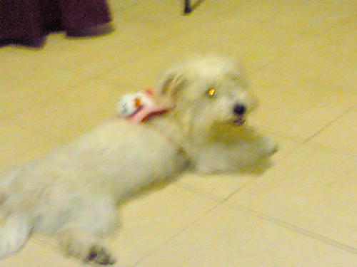 Britney - Another photo of my ex's Maltese this time with mini backpack.