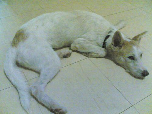 Mutt - Jlo resting