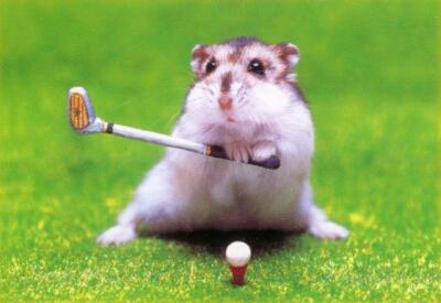 hamster with golfstick - a funny hamster