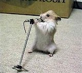 sining hamster - a hamster that sings