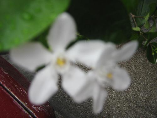 Two White Flowers - The symbol of purity and love.