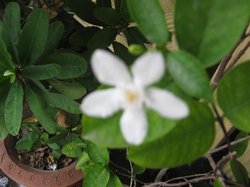 One White Flower - One white flower for purity.