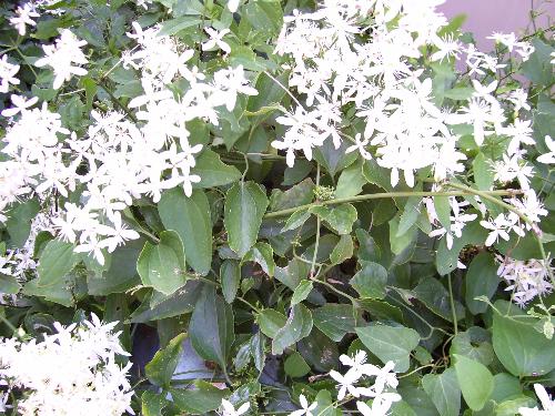 Mom called this kitchen clematis - It is all over the fence and into my neighbor's yard. He likes it too. It smells good. It is also in my nature book as wild clematis.