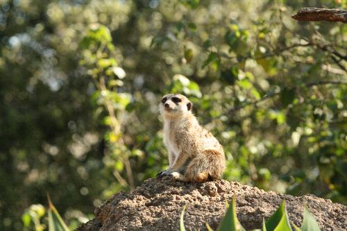 Melbourne Zoo 2 - Melbourne Zoo meerkat