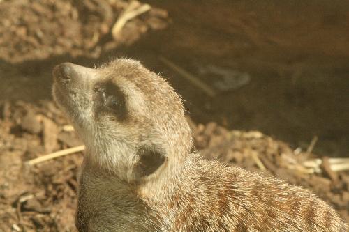 Melbourne Zoo 3 - Melbourne Zoo meerkat2
