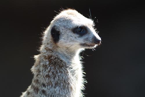 Melbourne Zoo 4 - Melbourne Zoo Meerkat3