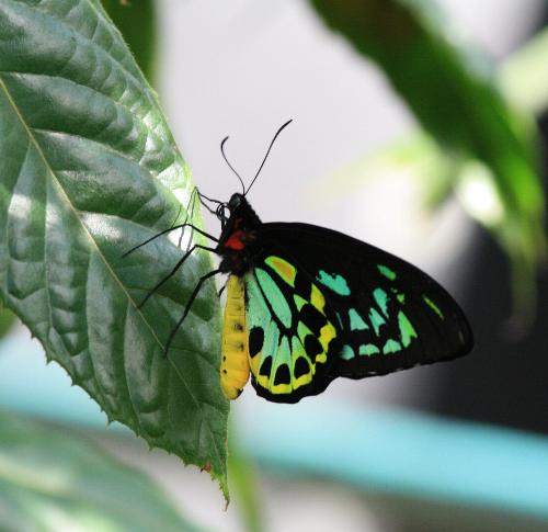 Melbourne Zoo 5 - Melbourne Zoo butterfly