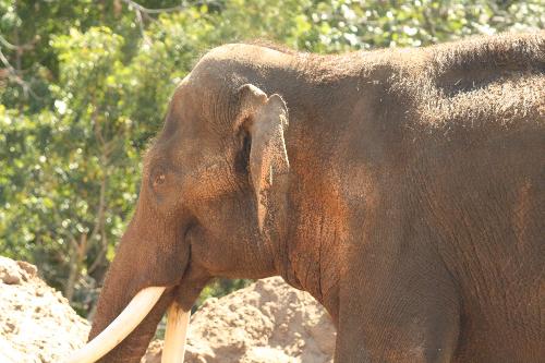 melbourne Zoo 6 - melbourne zoo elephant