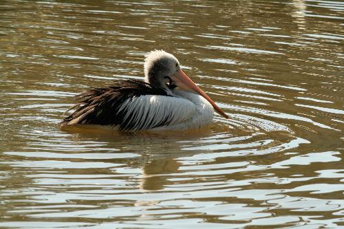 Melbourne Zoo Pelican - Melbourne Zoo Pelican on the lake
