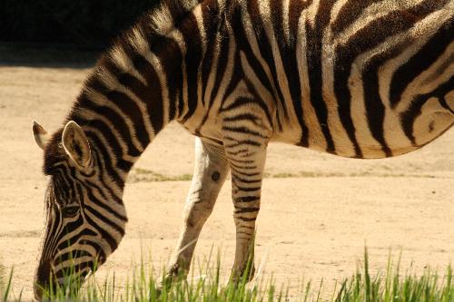 Melbourne Zoo Zebra - Melbourne Zoo Zebra grazing