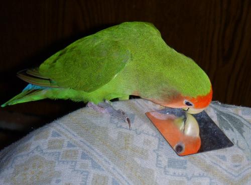 Mr. Conceited  - This is my lovebird. He was born in the year 2000 according to the tag on his foot. I didn't buy him, he flew through my window when I was younger (in High School).  He actually wasn't sitting there the whole time staring at himself in the mirror. He was picking it up and throwing it all over the place lol but I caught him in the picture looking into it and I thought it was cute   :)