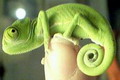 green me - im green