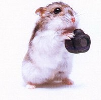 he makes foto&#039;s - a funny hamster