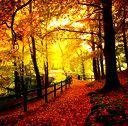 autumn - Leaves are everywhere during this season. Of course I havent experienced Autumn in real life, but Ive always wanted to dive in a heap of Autumn leaves. Wouldnt even care if twigs get stuck in my hair.LOL