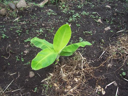 Lakatan banana - This is a lakatan banana which I planted a month ago. It looks quite small but seems to be enjoying the cool earth. 