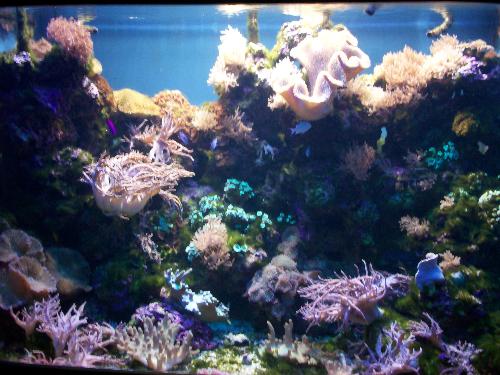 Aquarium at Moody Gardens - This is a picture of one of the aquariums at Moody Gardens in Galveston, TX. We went there for vacation this summer.