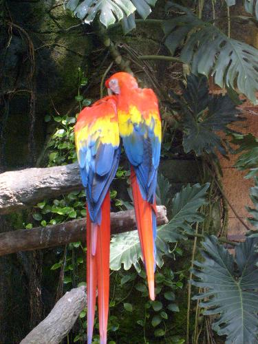 Parrots in the 'Rain forest' Pyramid at Moody Gard - At the Rain forest Pyramid at Moody Gardens, you get to walk through a simulated rain forest. It's hot and muggy, but the wildlife and plants make up for it over and over. These are a pair of parrots that they 'rescued' from owners who weren't taking care of them properly.