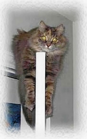 Fluff - I have no idea how she got up there. There wasn't anywhere for her to have jumped from, but that was one of her fave hangouts.
