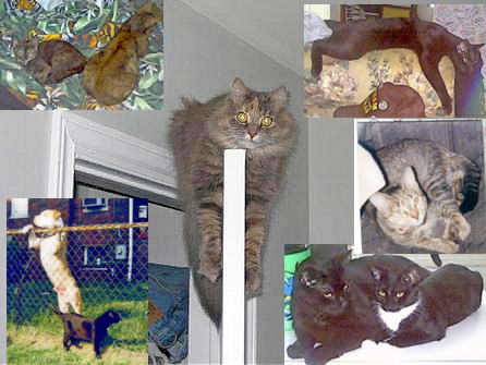 My kitties who are gone - Fluff in the middle, surrounded by those who went before.