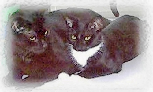 Shadow and Tux - They were good friends and died not too far apart. Shadow weighed 18 lbs. Tux was about 9 lbs.