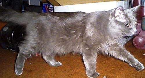 Smoke - Smoke was a rescue. She was left on my front porch by her mom. (Honest!) I took her back to where they lived (they were feral cats that I fed), and she was left on my back porch the next morning. So I took her in. She only lived a couple of years, which is probably why she was abandoned by her mother. She was a beautiful, tiny kitty. Only grew to about 4 lbs.