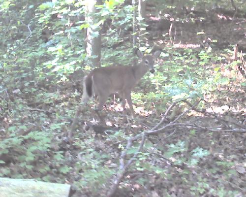 Deer - This is the deer waiting for me in the park