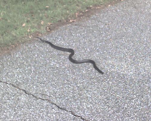 Black Snake - The black snake in the park