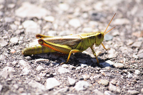 Grasshopper - My Husband's Photo that got published!