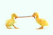 Tug Of War - Just See Tug OF War ....