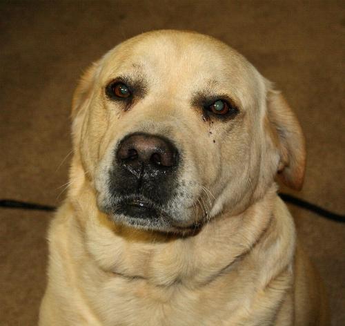 Golden Dog - Golden Dog posing for photo