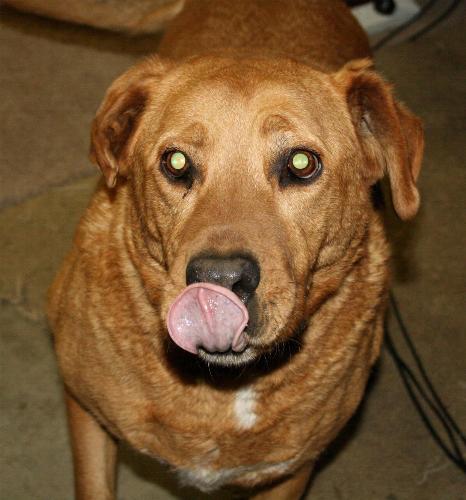 Brown Dog - Brown dog posing for photo