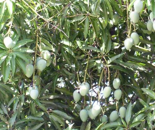 mango in the tree - look the mongo in the tree.you will feel very good to sit in a mango tree and eat mango.