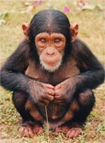 chimp - chimp