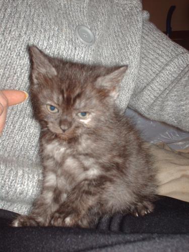 kitten pic - this is the cutie we need a name for!!!!
